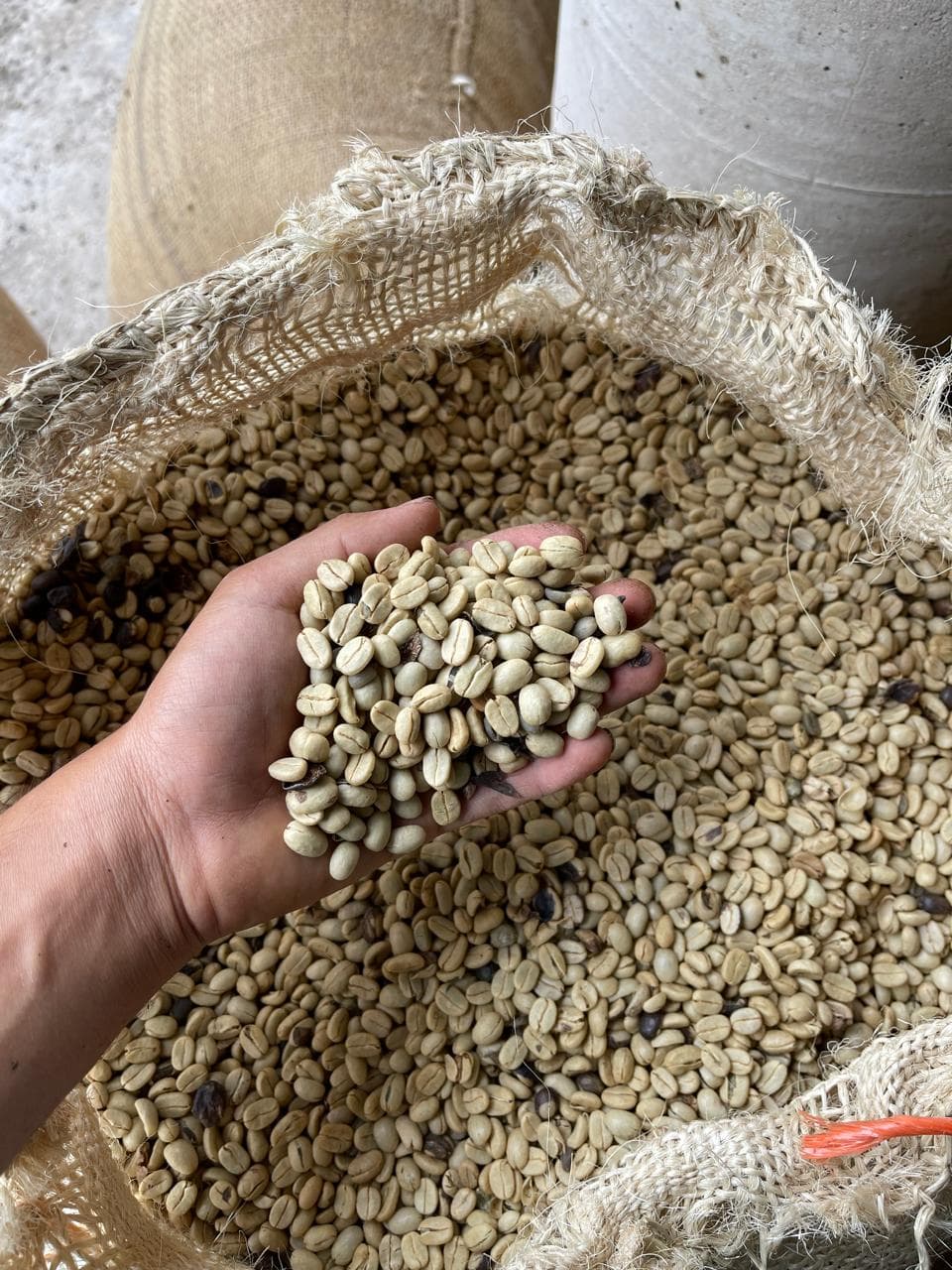 Grano elegido con cuidado