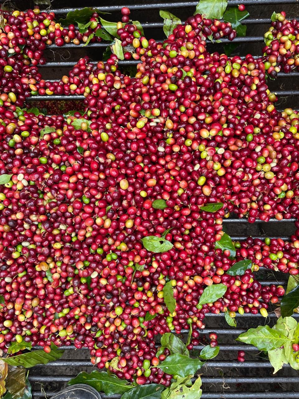 Desde la cereza comienza todo